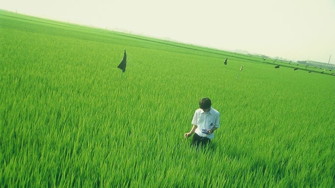 Far distance still shot of a Japanese teen boy in a white button down shirt and black pants wearing headphones while looking down and standing in the middle of a field of long green grass. (paddy field)