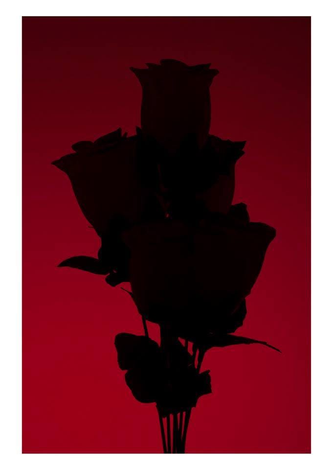 A small bouquet of roses in silhouette with a dark red gradient background.