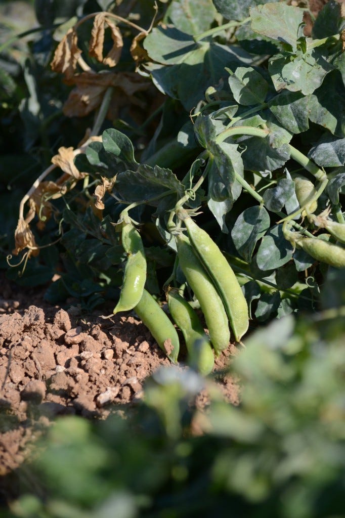 Locally grown broad beans