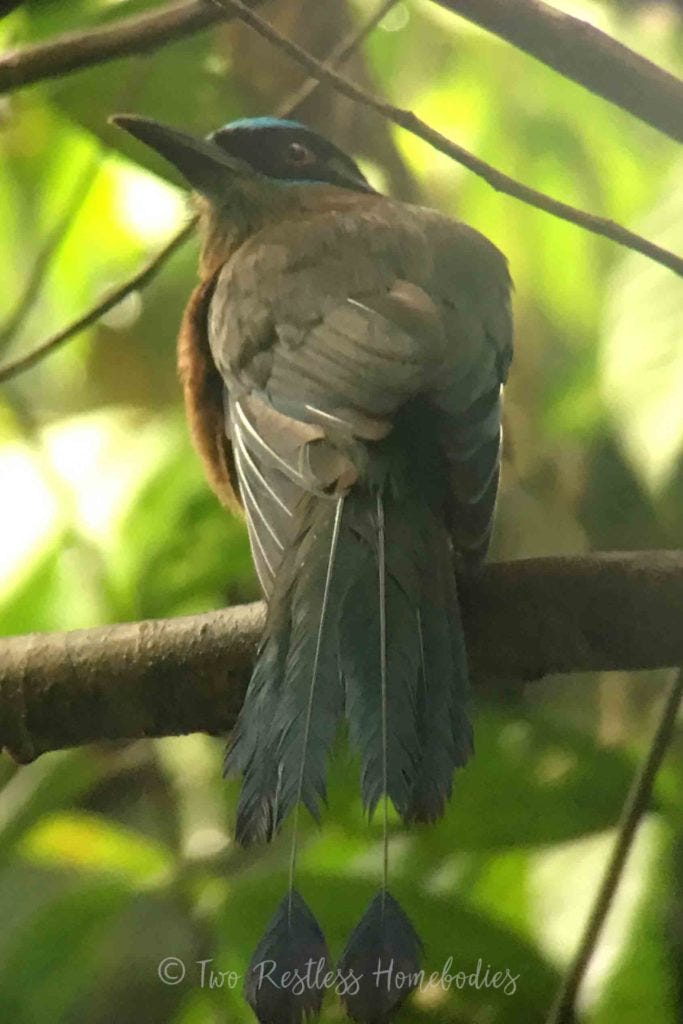 Caves Branch bird watching Lessons Mot-Mot