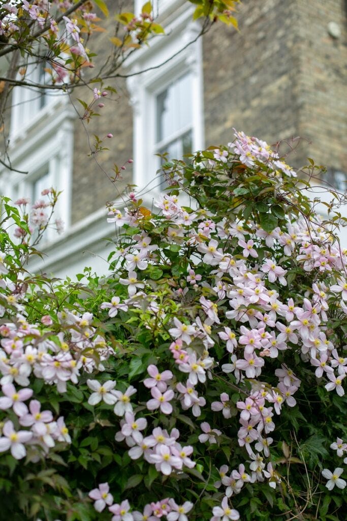 pink and white flowers on brown concrete wall