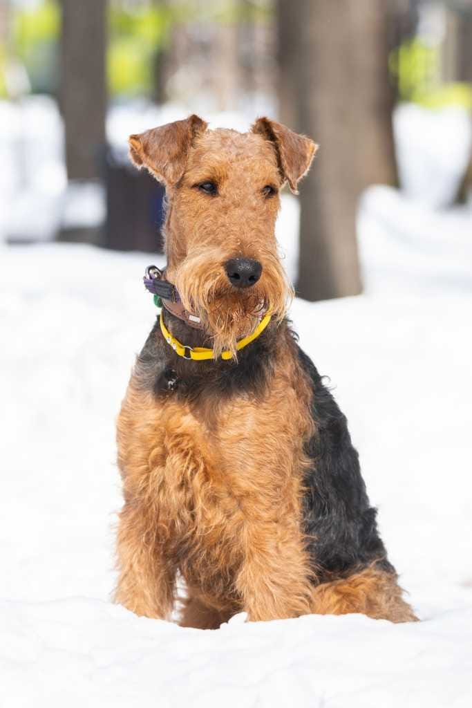 Welsh Terrier: Breed History and Origin