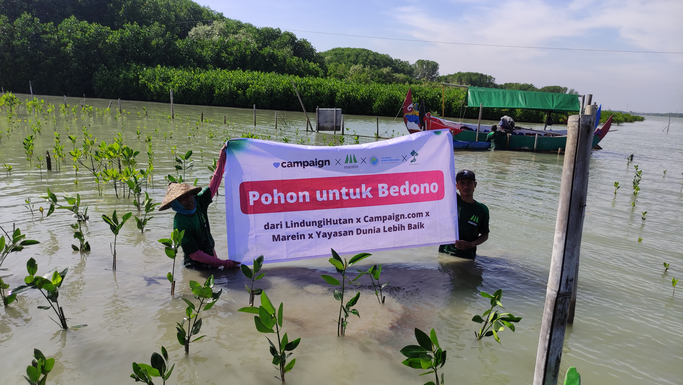 Mangrove, tree, Jakarta