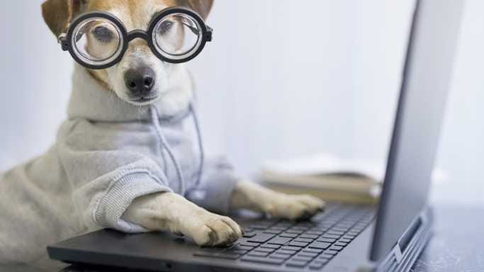 Transform Your Pet’s Playtime into Shareable Content: Top Tips