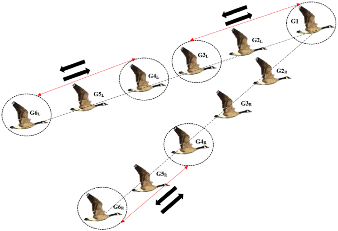 Rotational strain in action happens when birds continuously swap point positions to redistribute fatigue and sustain formation velocity (image source: Mirzaeinia)