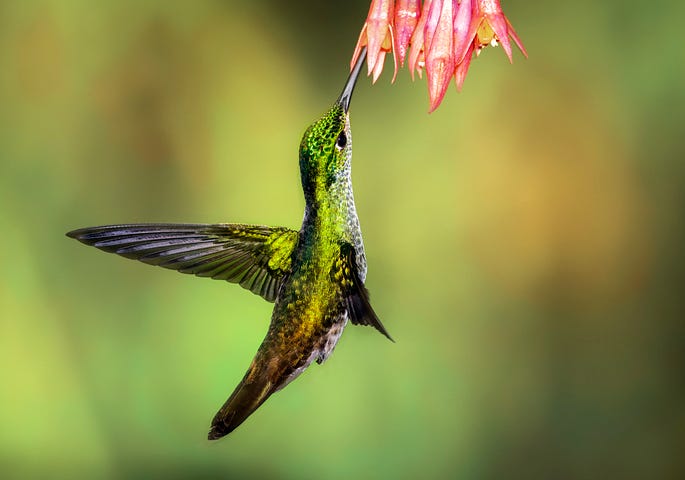 A greenish humming bird hovering and drinking from a trumpet stlye flowers