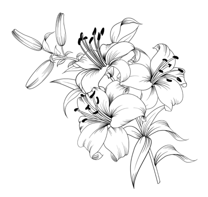 Drawing of lilies