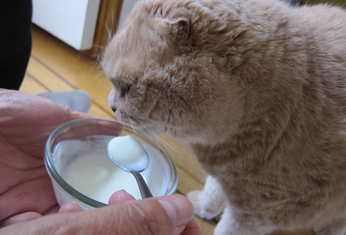 kediye yoğurt verilir mi?