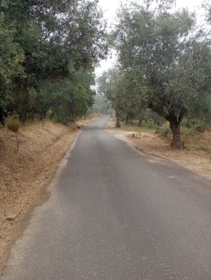 On an early, foggy morning, a narrow, paved road lies between wild forest to the left and an olive orchard to the right.