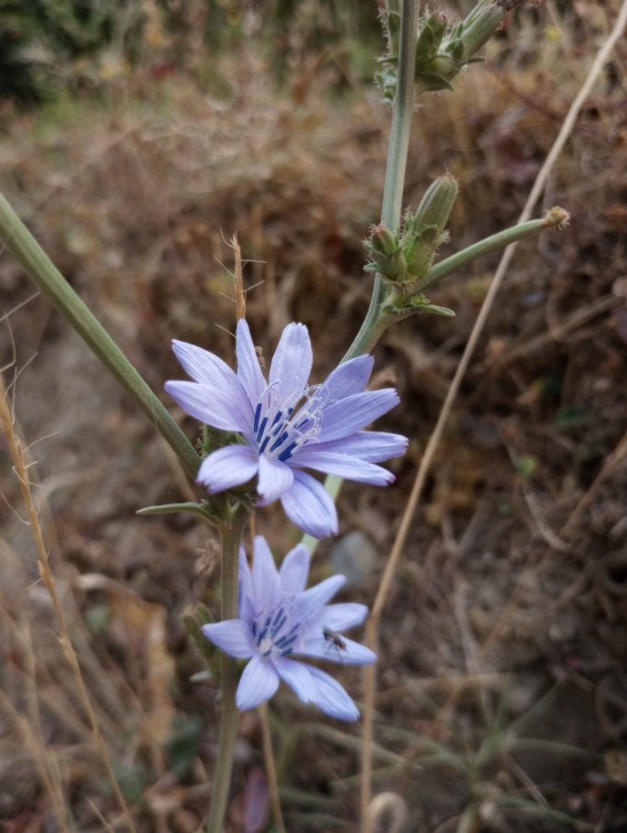 An up-close shot of a purple flower in the asteracea family, growing by the road.