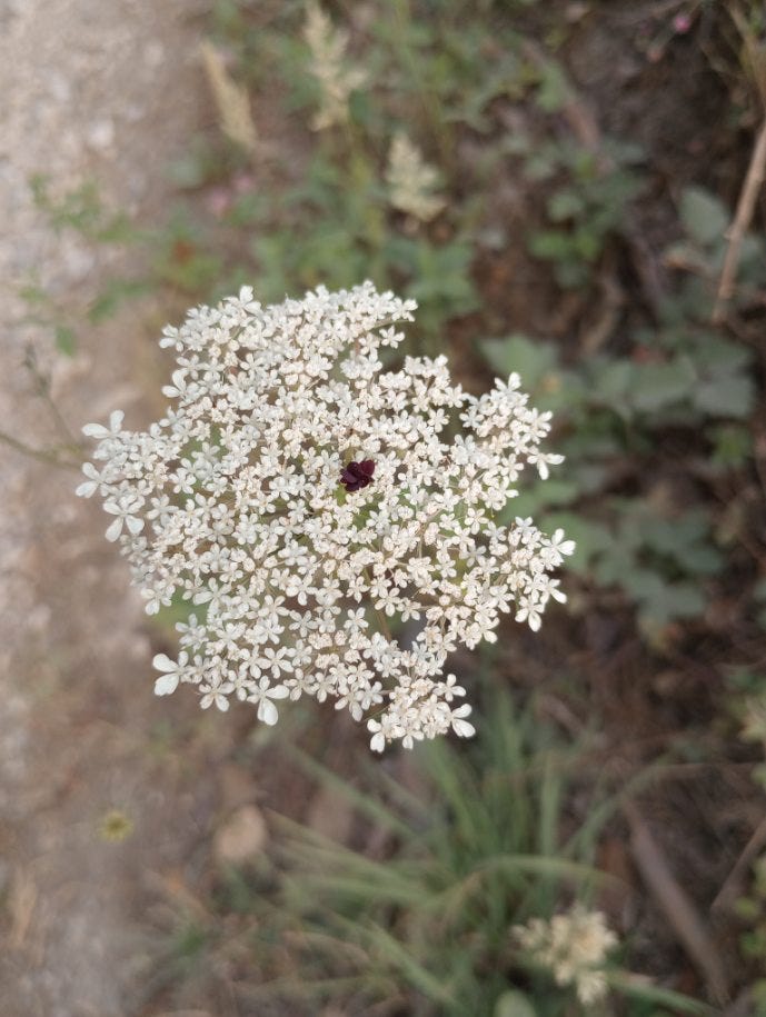 An overhead, up-close shot of the many tiny white flowers on a blooming yarrow plant.