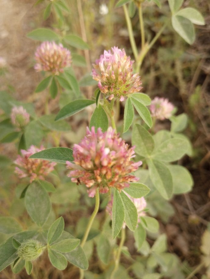 Some red clover growing happily along the roadside as the early morning sun begins to warm it.