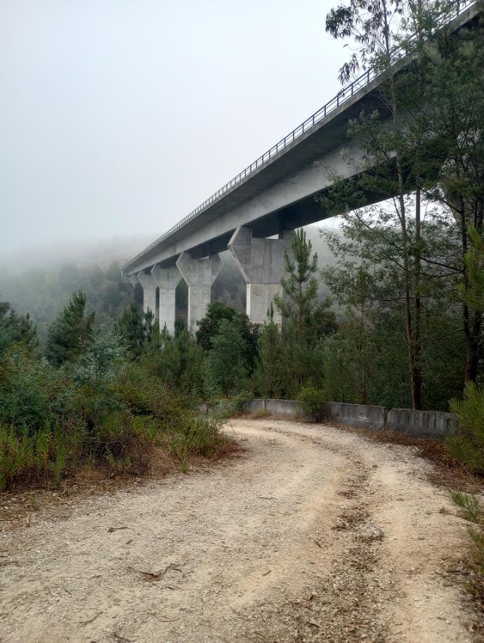 Another foggy, early morning shot near the author’s house, showing many evergreen trees and a pristine highway bridge that towers overhead and trails off into the foggy distance.