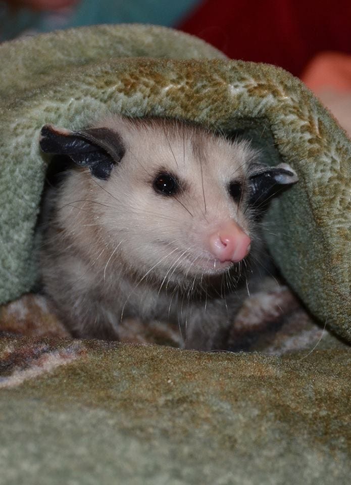 Opossum in a blanket looking happy