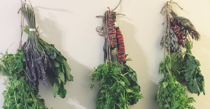 Three bundles of healing herbs hanging from a wall to wilt.