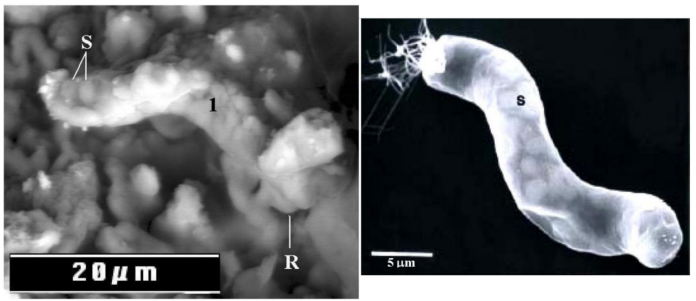 Alien Life: A Scientific Review
