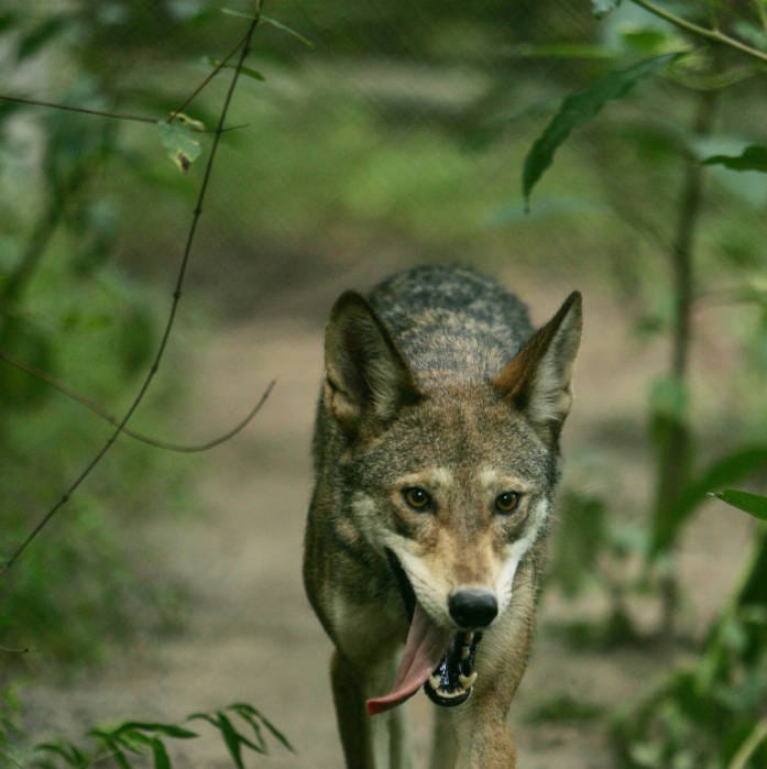 Steve Hillebrand/USFWS