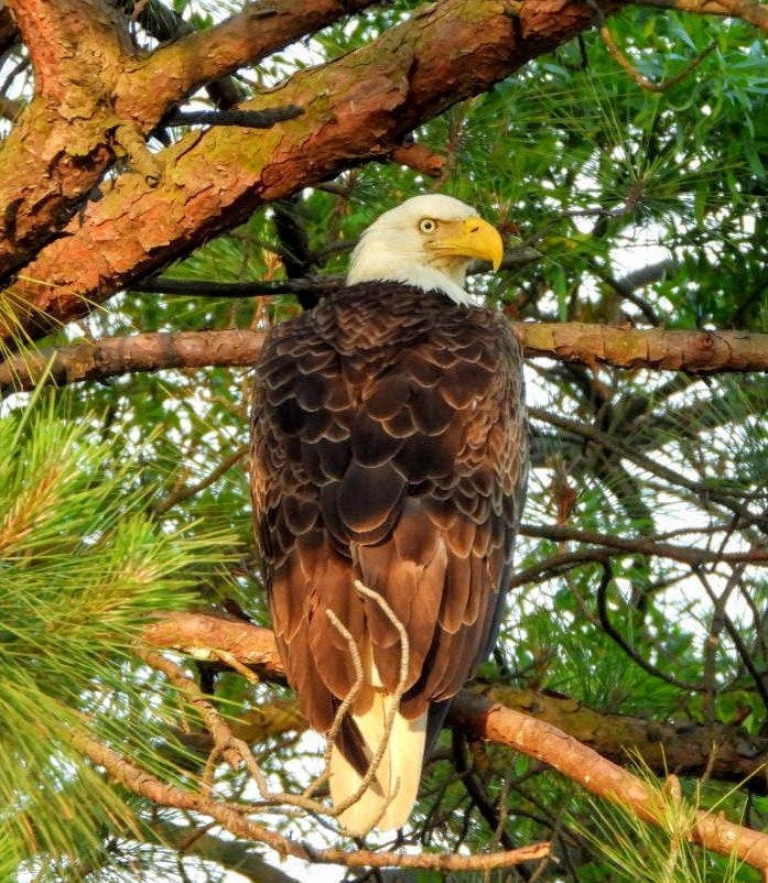 A striking bald eagle stares off in the distance while perched in an evergreen tree.