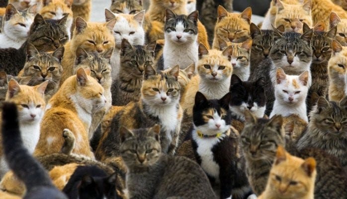 Council of cats judges you