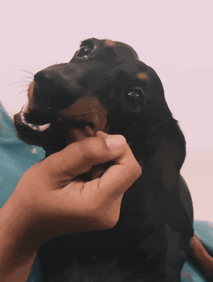 A cute dachshund eating a Pedigree Jumbone, a dog chew bone