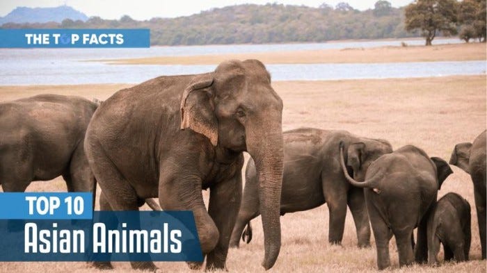 Interesting Facts about the Top 10 Asian animals