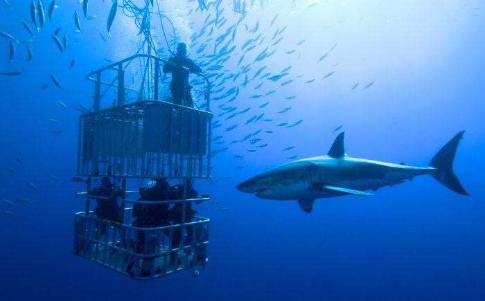 Shark Cage diving at Gansbaai