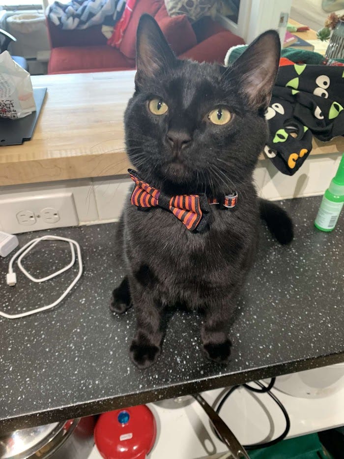 A black kitten with a bow-tie collar