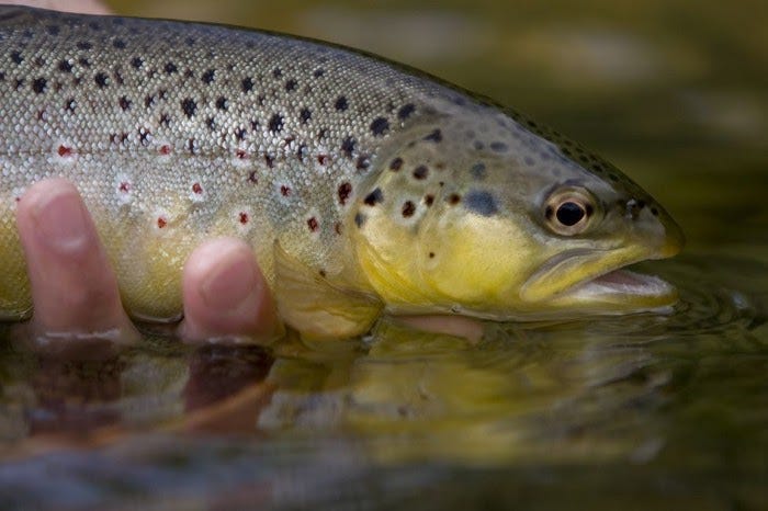 Trout in water