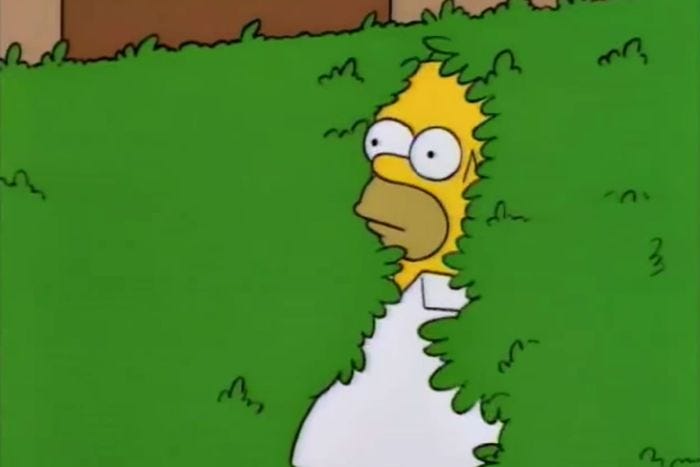 Homer Simpson backs into a hedge
