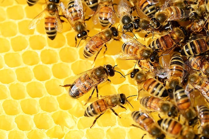 How Bees Solve Math Problems Better Than Most Algorithms