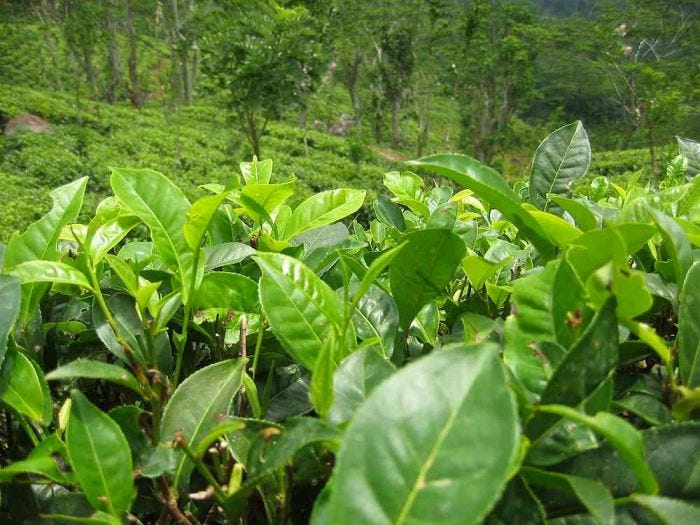 Folhas da espécie Camellia sinensis