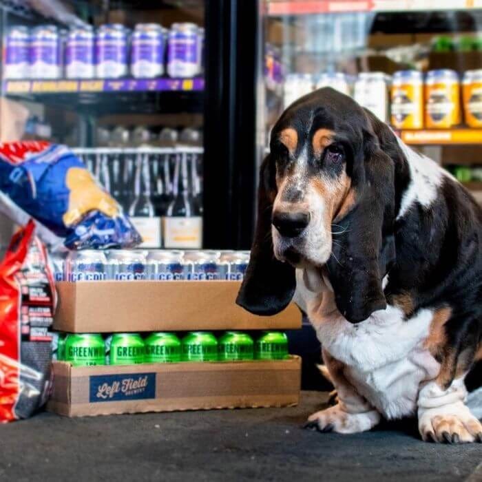 Photo of Basset Hound - Wrigley posing beside Left Field Craft Beer