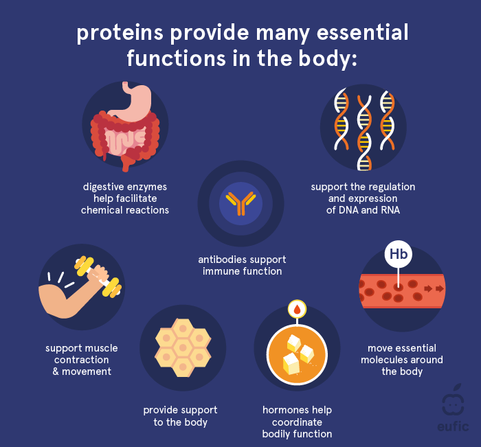 understanding protein and its benefits