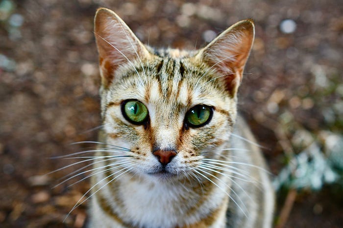 10 Pages + ChatGPT + Gumroad = Paid Digital Product