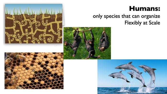 Monkeys, dolphins, bees and ants.