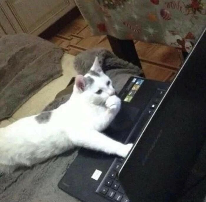A cat with a concentrated look at the computer screen.