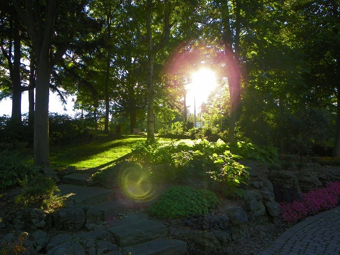 Sun shining through the trees along a stone path in the park