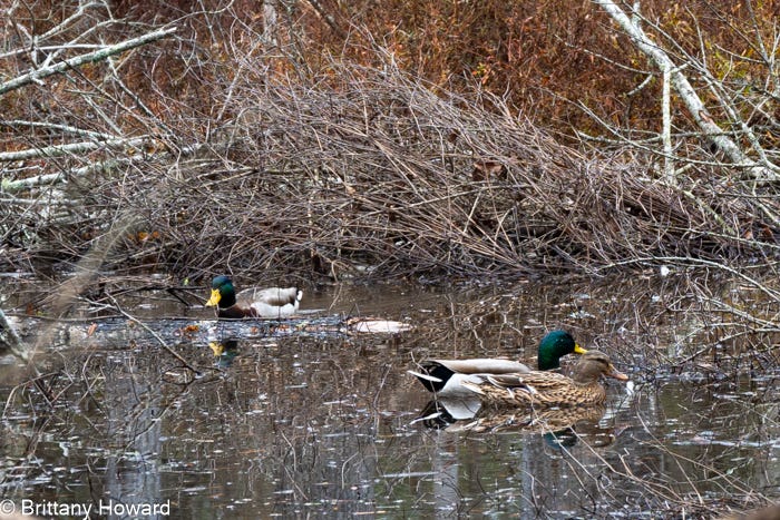 A photo of a female and two male mallards in a thicket