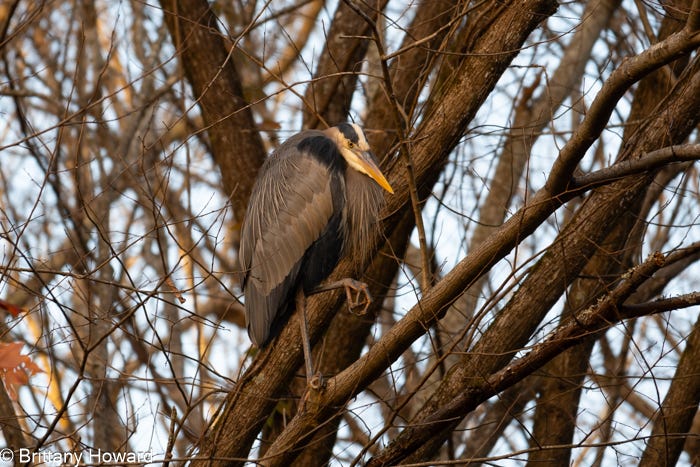 A gray heron perched in a tree