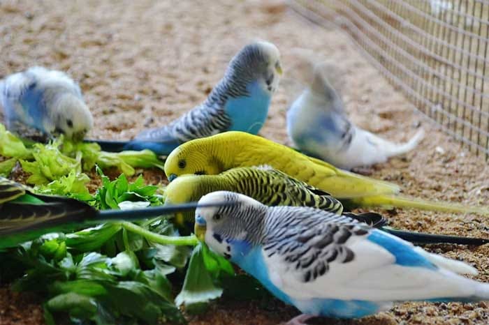 Feeding an Australian parakeet