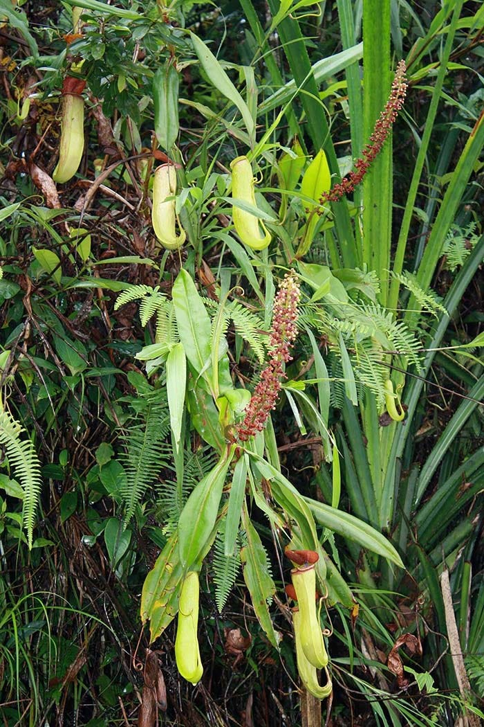 Jarain and Thangsning villages. The Nepenthes khasiana or carnivorous pitcher plant is a great example of the unique biodiversity of Meghalaya.