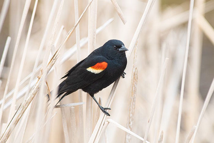 A red-winged blackbird sits on a blade of dried grass.