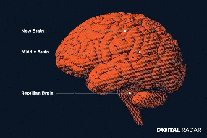 Sections of the reptilian brain.