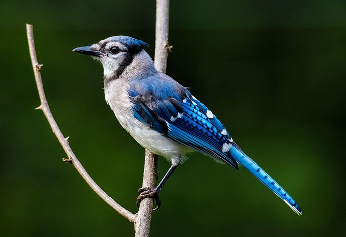 5 Weird Facts about Blue Jays - Nature Canada