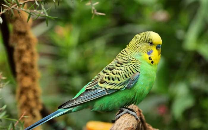 Advantages of Budgies as Pets