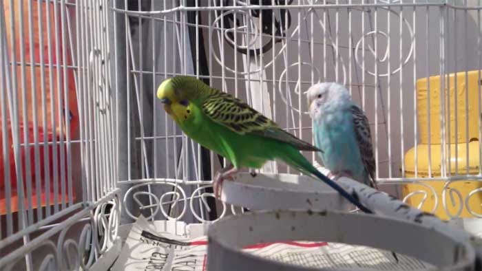 Australian parakeet lodging and cage
