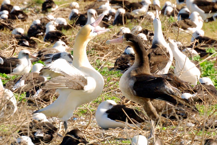 A short-tailed albatross couple, pair bonding — or dancing — surrounded by albatross sitting on their nests on Midway Atoll.