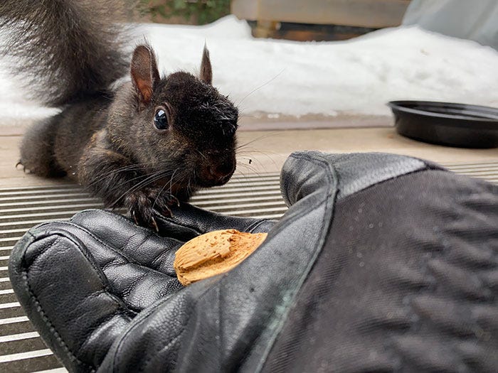 A hand in a black leather glove extends to a brown-furred squirrel. There are several nuts in the hand meant for the squirrel to eat in the palm of the hand and the squirrel is eagerly looking towards the hand.
