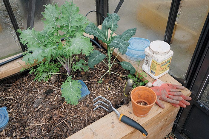 Leafy greens growing from a garden bed fed with compost. Gardening tools sit on the wooden frame that contains the soil.