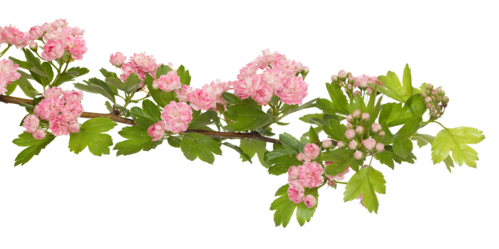 Pink hawthorn flowers